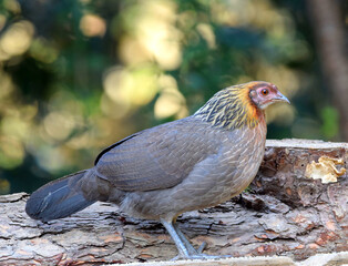 Jungle red fowl female