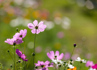 Obraz na płótnie Canvas Cosmos blooming in springtime. Horizontal nature banner background.