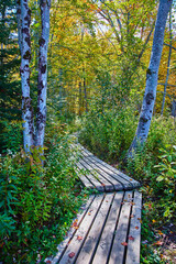 Obraz premium Park narrow boardwalk path through woods with tree trunks