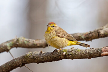 Pine Warbler perched in a branch