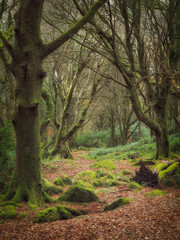 Trevaylor woods Cornwall england uk 