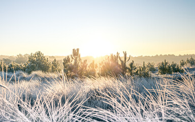 Sunrise Frost Morning with Pine Trees and Heather - Winter in The Netherlands