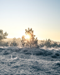 Sunrise Frost Morning with Pine Trees and Heather - Winter in The Netherlands