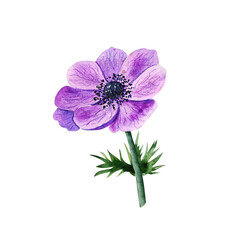 Watercolor lilac flower anemone