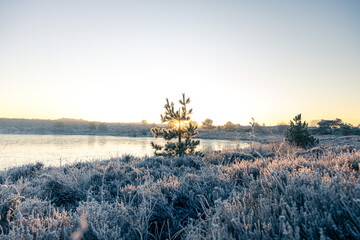 Sunrise Frost Morning with Pine Trees and Heather - Winter in The Netherlands