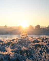 Sunrise Frost Morning with Pine Trees and Heather - Winter in The Netherlands