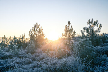 Sunrise Frost Morning with Pine Trees and Heather - Winter in The Netherlands