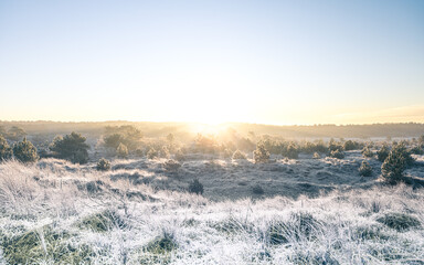 Sunrise Frost Morning with Pine Trees and Heather - Winter in The Netherlands