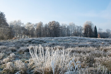 trees in the snow