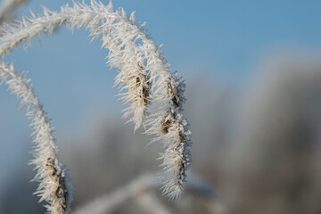frost on the branches