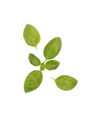 Top view of green basil leaves on white background.