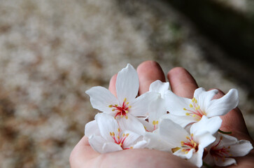 Hand holding Vernicia fordii flowers
