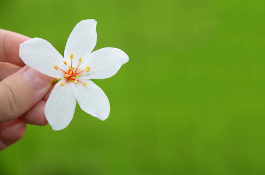 「きれいな花」の写真素材 | 4,712,778件の無料イラスト画像 | Adobe Stock