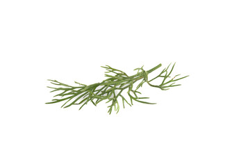 Part of a sprig of dill on a white background.