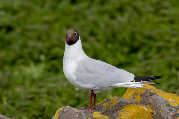 Arctic Tern standing on a rock