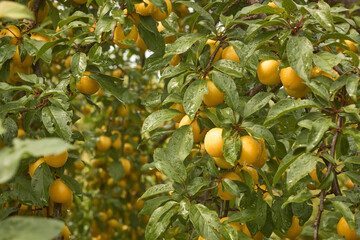 Ripe cherry plum tree with fruits. Flora, food, fruit, berry, plant, yellow, many fruits, harvest, branch.