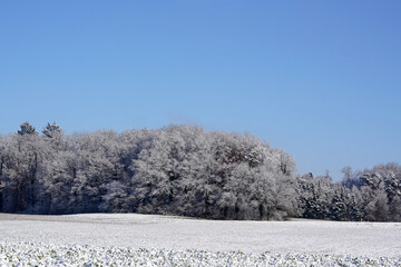Waldesrand mit frisch eingeschneiten Bäumen im Winter im blauen Morgenhimmel