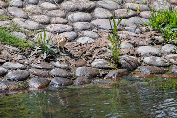 水辺のスズメの様子