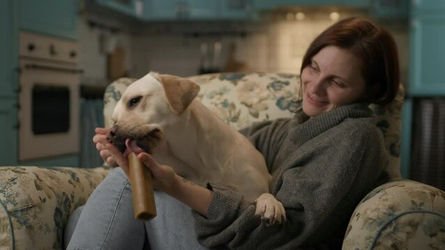 Woman feeding pet with bone treat. Cute Labrador Retriever dog lying on sofa with pet owner and eating pet food.