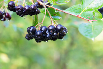 Aronia berries (Aronia melanocarpa, Black Chokeberry) growing in the garden. Branch filled with aronia berries.