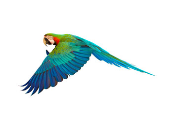 Colorful Harlequin macaw flying isolated on transparent background png file