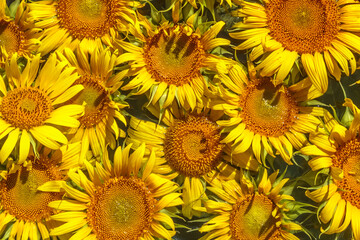 Fototapeta premium sunflowers in the field