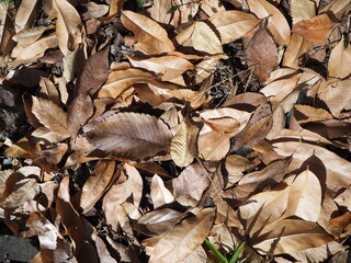 一面に敷き詰められた落ち葉