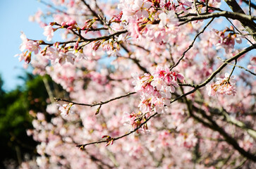 Cherry blossoms season