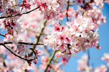 Fototapeta premium Cherry blossoms season