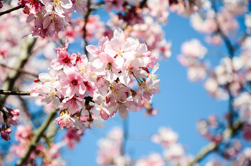Cherry blossoms season