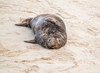Grey Seal females and pups on the beach at Horsey Gap, Norfolk, England