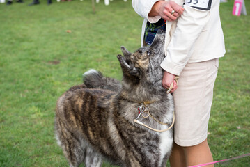 The dog receives a treat from the hands of the owner as a reward for the correctly executed command at the dog show