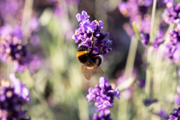 Bumble bee on lavender flower summer background in lavender color