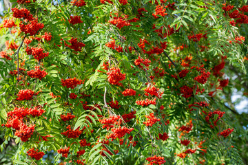 Brush with ripe berries of red mountain ash on a branch with oblong green leaves