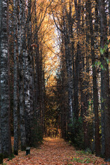 Fototapeta premium Autumn practice with tall trees, vertical orientation.