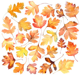 Autumn leaves of hawthorn. composition of leaves. watercolor hand drawn. isolated botanical element. autumn collection. set of variation autumn hawthorn leaves