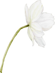 Obraz premium Watercolor Anemone Flower