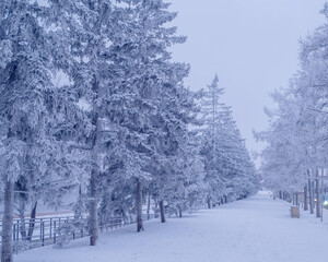 Naklejka premium Spruce alley in the winter city on a frosty day. Frost on the trees. Winter in the city. Severe frost.