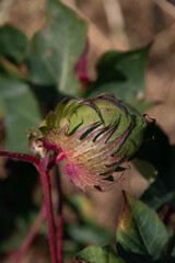 Cotton bud close up.