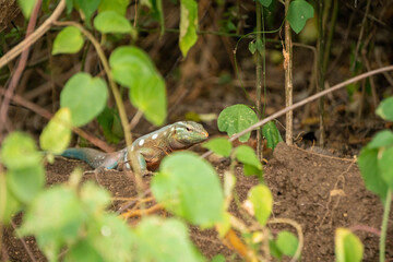A tropical lizard between the trees on the Caribbean Island of Curacao