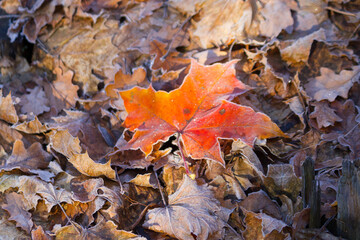 The last autumn leaves