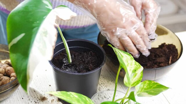 a woman transplants a houseplant sprout into the pot. Scindapsus golden.