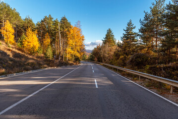 Asphalt road with beautiful trees on the sides in autumn.