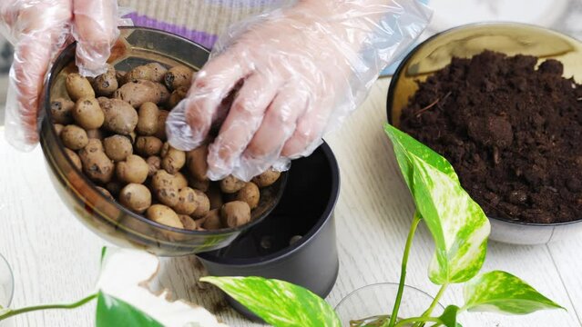 a woman pours drainage stones and soils into pots to houseplant sprouts. 