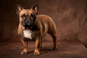 Portrait d'un Bouledogue Français 