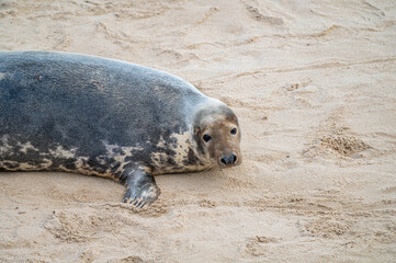Grey Seal females and pups on the beach at Horsey Gap, Norfolk, England