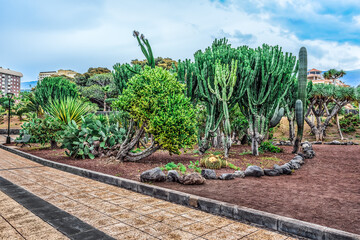 Tropical euphorbia, cacti, dragon trees and other succulents grow in a flower bed in Jardines de...