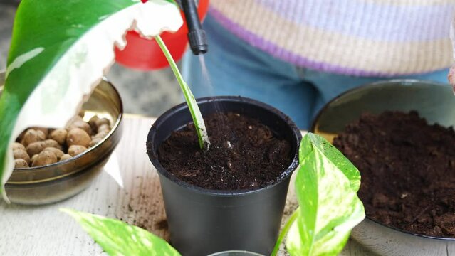a woman watering the ground in a pot with a houseplant sprout. Scindapsus golden