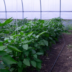 plants in a greenhouse