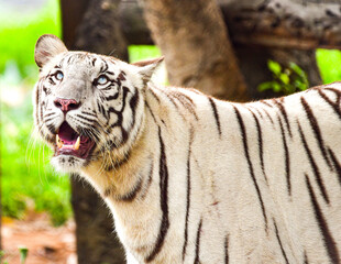 white tiger in the zoo
